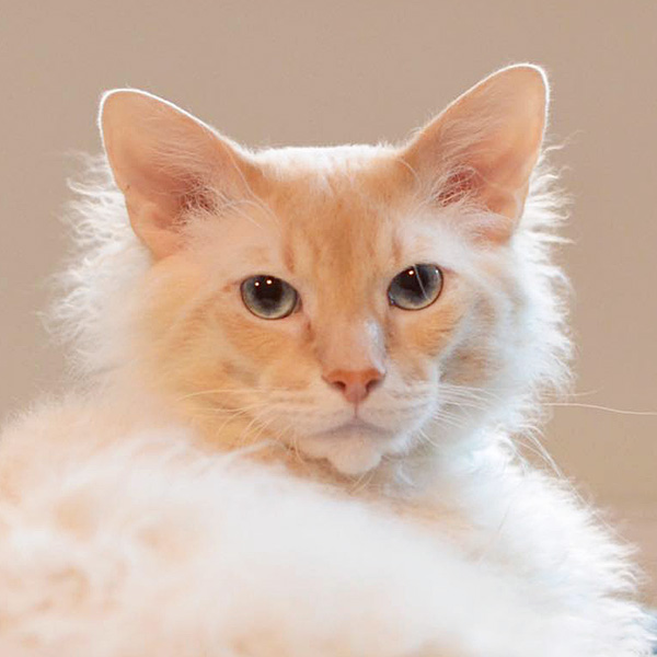 Alexander
