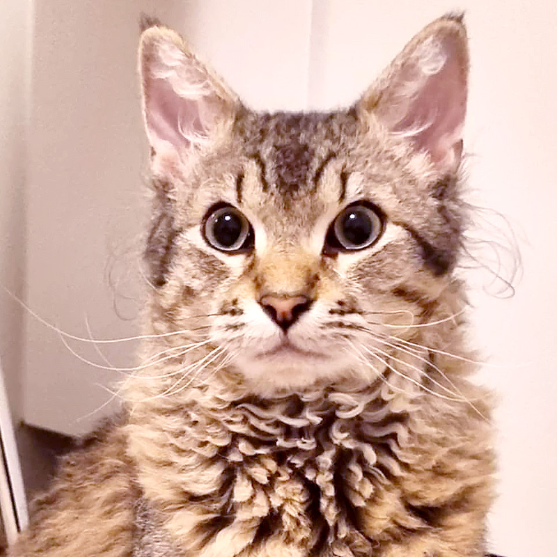 Prince